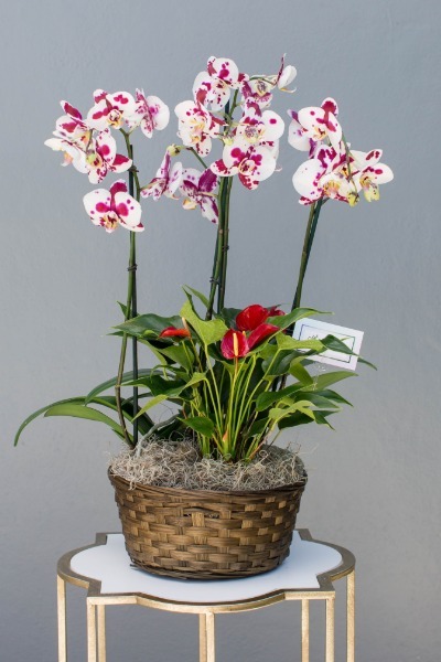 Orchid 10